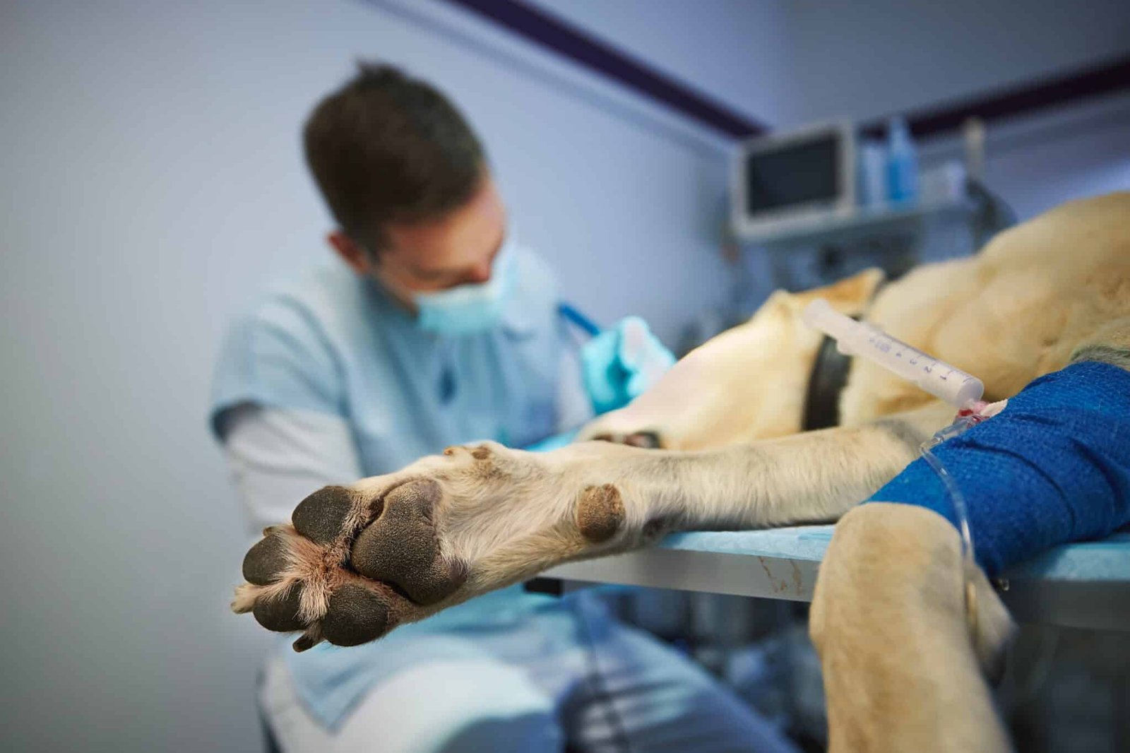 Pet tumor removal surgery