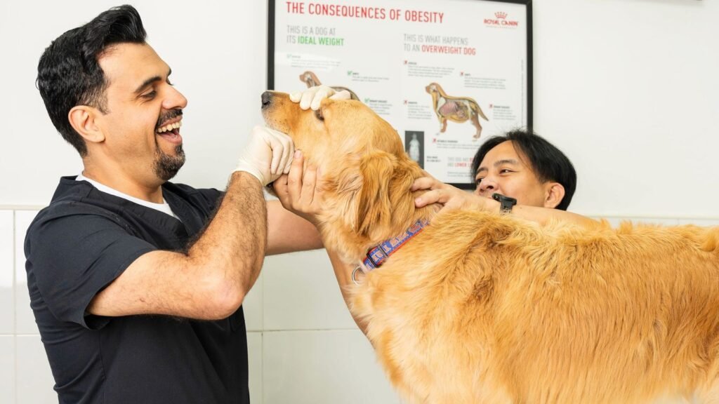 dog gum disease