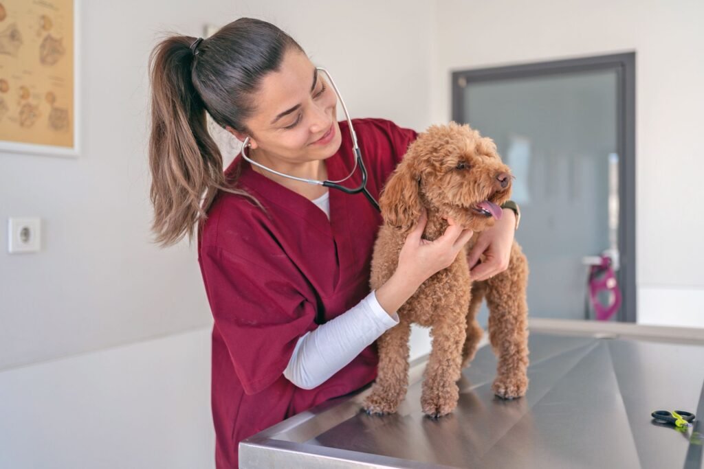 dogs normal heart beat