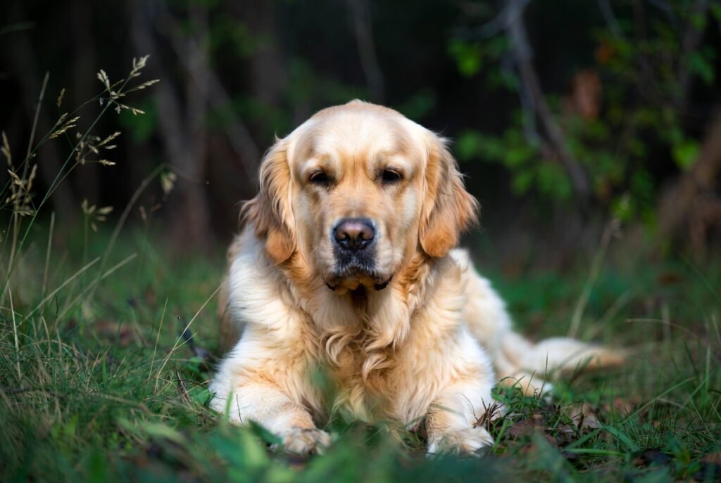 Anaplasma in Dogs