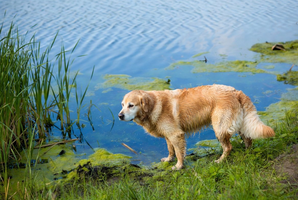 Blue-Green Algae for Dogs