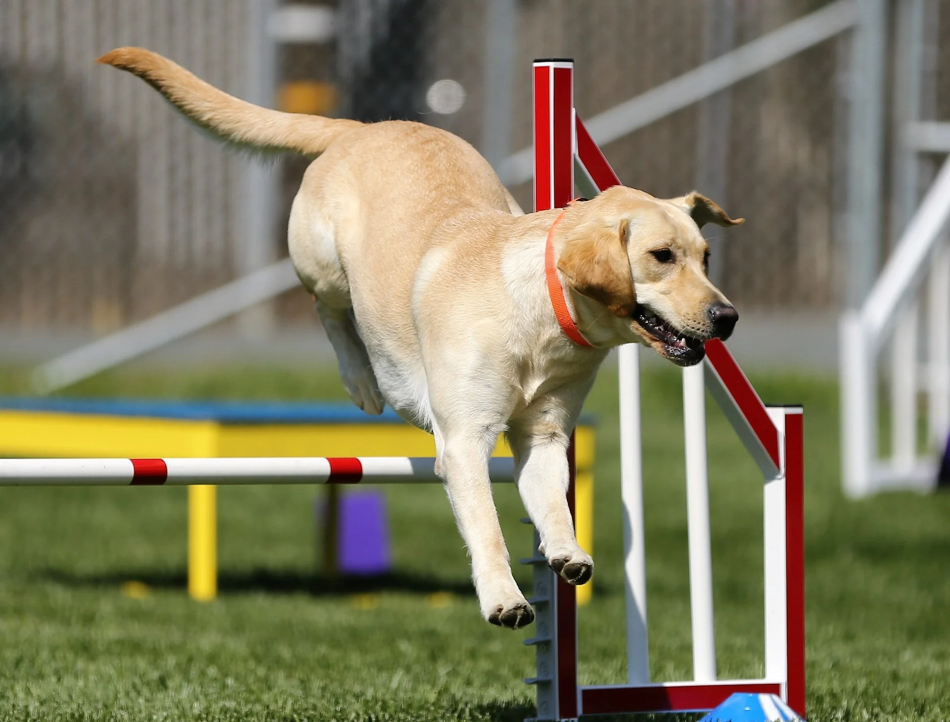 Bone Diseases in Growing Dogs and Puppies