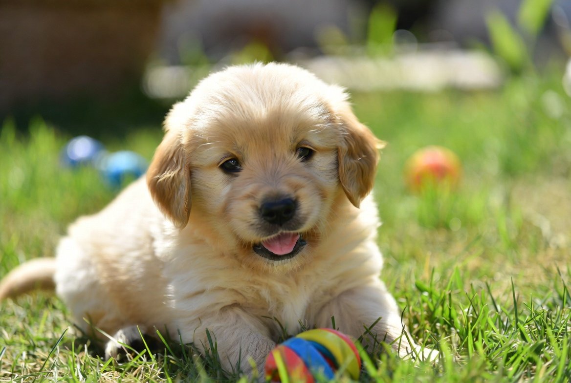 Do Dogs Lose Baby Teeth?