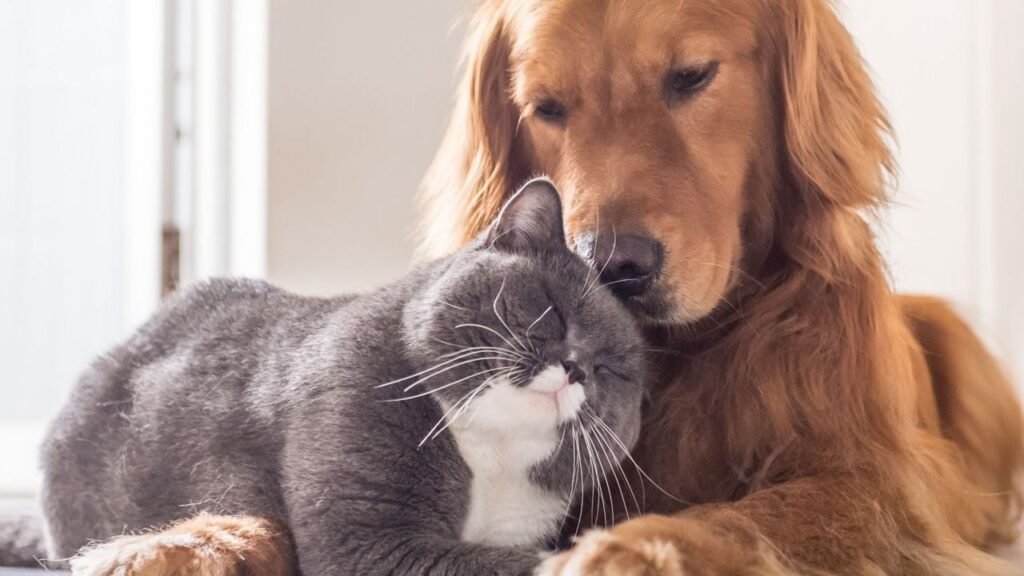 Lead Poisoning in Dogs and Cats