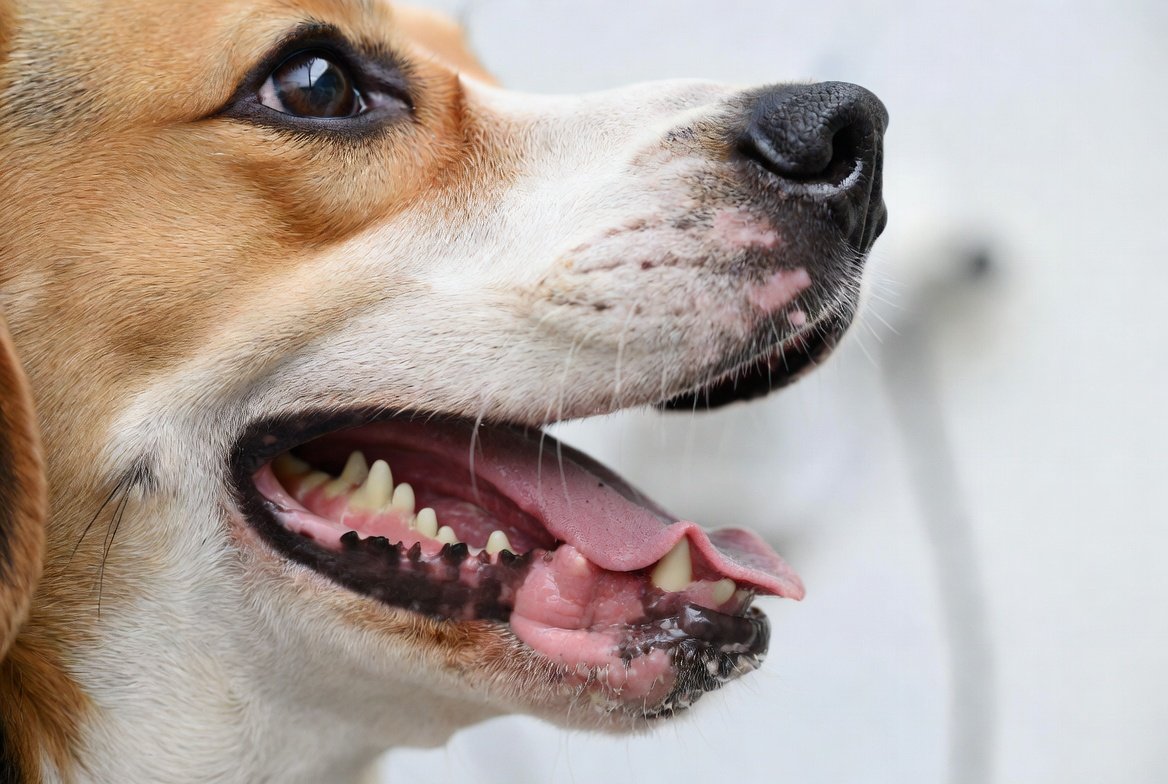 Oral Papilloma Virus in Dogs