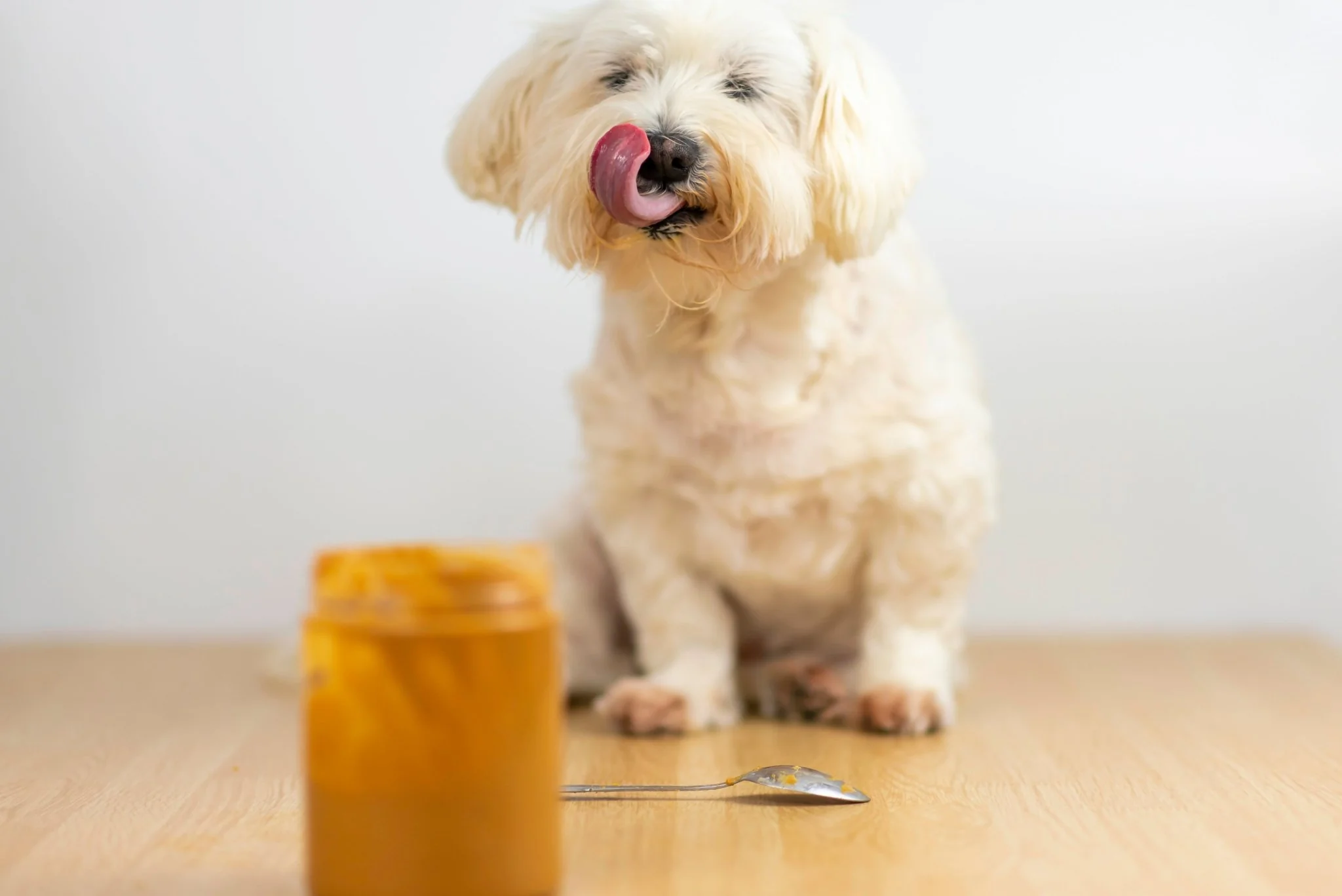 Peanut Butter for Dogs
