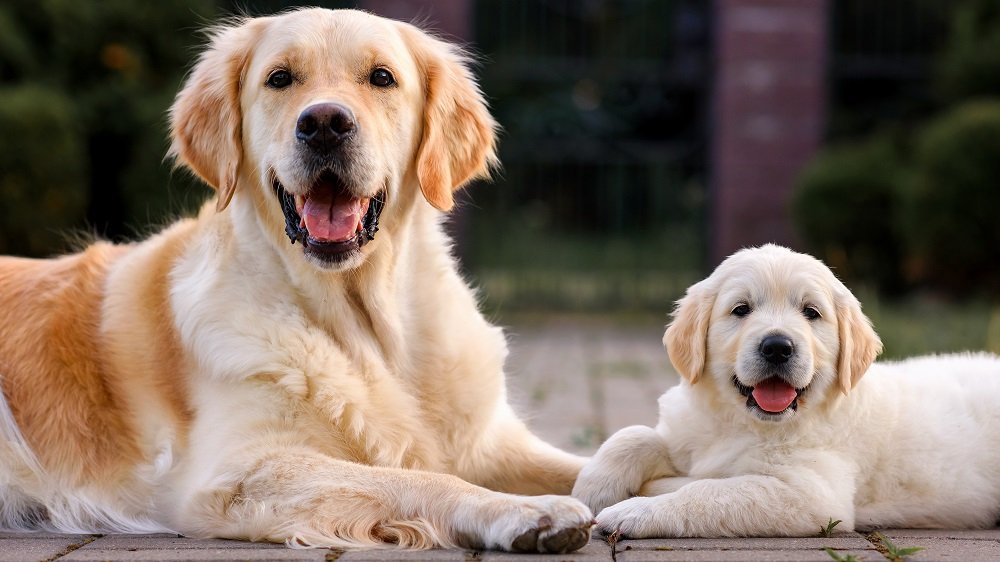 Aging Dog’s Longevity