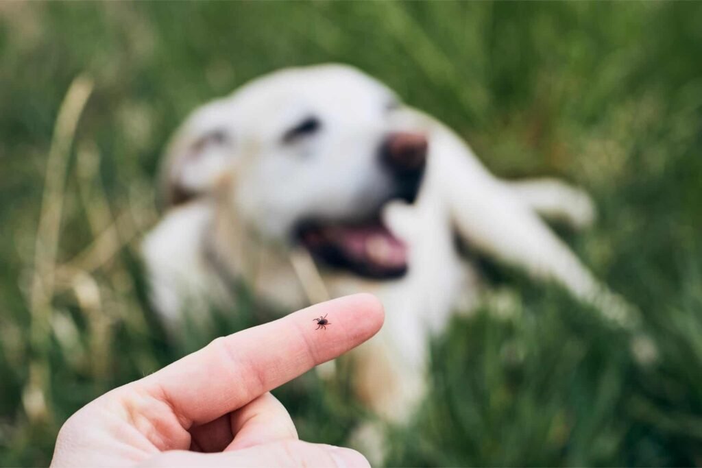 Ticks and Kidney Disease
