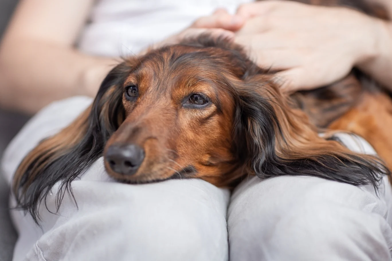 Vitamin D Poisoning in Dogs